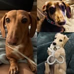 Maxwell and Tully - @max_tully_2_spolied_weiners - Instagram