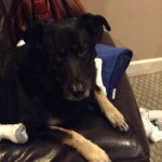 Max Vigil - @max_vigil_dog - Instagram