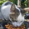 Max_Wertheimer - @lack_of_a_future - TikTok