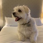 Max - @max_westfall_the_maltese - Instagram