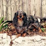 Max - @max.the.wiener.dog - Instagram