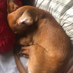 Max - @max_the__wiener_dog - Instagram