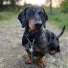 Max🐶🦴 - @maxthewienerdoggy - TikTok