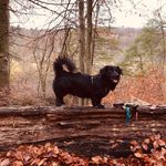 Max_the_half_Wiener - @max_the_half_wiener - Instagram