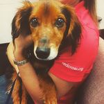 Max The Unsolicited Wiener - @unsolicitedwienerpics - Instagram