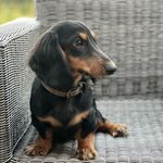 MAX THE WIENER - @max_instyboy - Instagram