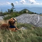 Max The Wiener Dog - @maxthewienerdog110 - Instagram