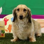 Max the Wiener Dog - @bangers.and.max - Instagram