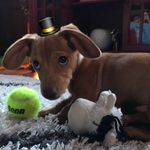 Max The Wiener Dog - @lil_weener - Instagram