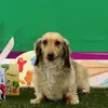 Max the Wiener Dog - @bangersandmax - TikTok