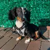 Max “The Wiener” Scherzer - @miniature_wiener - TikTok