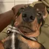max the wienerdog__🐶🌭🔥 - @max.the.wienerdog - TikTok