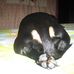 Mr. max the wonder wiener - Facebook