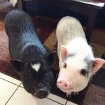 Luna Monroe & Max Wilbur - @luna_and_max_thepigs - Instagram