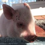 Max & Wilbur & Rickie - @maxandwilbur - Instagram