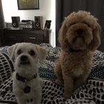 Max And Wilbur - @x_max_and_wilbur_x_ - Instagram