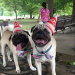 Max, Wilbur, And Freddie - @thelouisvillepugs - Instagram