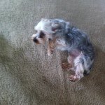 Max Amillion Wilkerson - @im_max_the_dog - Instagram