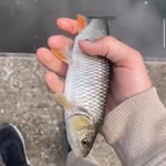 Max Wills - @wills_.fishing900 - Instagram