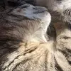 maxwills_urmom - @maxwills_urmom - TikTok