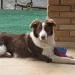 Max Wilton Galan🐾🐶 - @maxwilton.bordercollie - Instagram