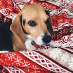 max wimmer 🐶 - @max.beagle - Instagram