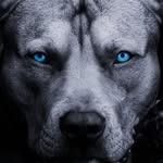 Max Witte - @hundebande10 - Instagram