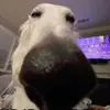 maxwellwitte78 - @max_witte1 - TikTok