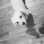🐶MAX WOODRUFF🐶 - @meetmaxypoo - Instagram