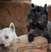 Max Woosnam - Facebook