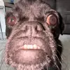 Hi - @maxyanez2 - TikTok