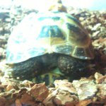 Maxwell Yarbrough - @turtlekeeper22 - Instagram