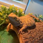 Max Yates - @max_the.dragon - Instagram