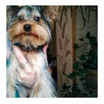 🐶DOG_BLOG🐶 - @maxi_frankdog - Instagram