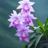 Maxi Lopez - @maxi.lopez626 - TikTok