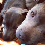 Maxie Jackson - @maxie_seasideblueskennels - Instagram