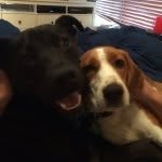 Maxi + Stella - @poochgram - Instagram