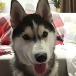 Maximus🐶 - @maximus.diamond.siberia - Instagram