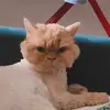 maximratnikov855 - @maximratnikov855 - TikTok