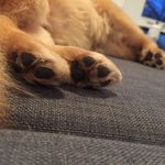 Maximilian Chul Soo Chen - @max_the_peekapom - Instagram