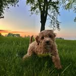 Maximilian Dallacqua Murphy - @lets_maxplore - Instagram