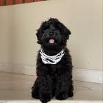 Maximo Andres Madrid Flor - @maximo_elteacupgigante - Instagram