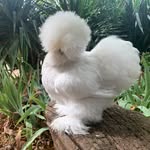 Maximo Fernandez Arroyo - @sedosas_villa_arroyo - Instagram