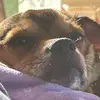 Maximo Melendez - @maxthecutestpuppy22 - TikTok