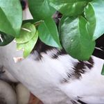Gino Burgo - @maximo.paulino.1690 - Instagram