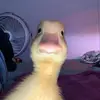 Maximo Rosa - @maximo.rosa5 - TikTok