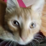 Samuel Henrique Máximo Soares - @samuel63ha - Instagram