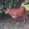 Maximo Tavárez575 - @userj9umisb00q - TikTok