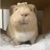 Maximo - @maximo.velasquez - TikTok