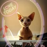 Maximo_velasquez - @maximo_the_sphynxcat_of_bcn - Instagram
